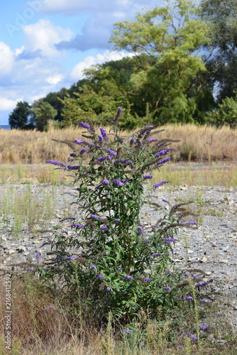 wild Butterfly bush
