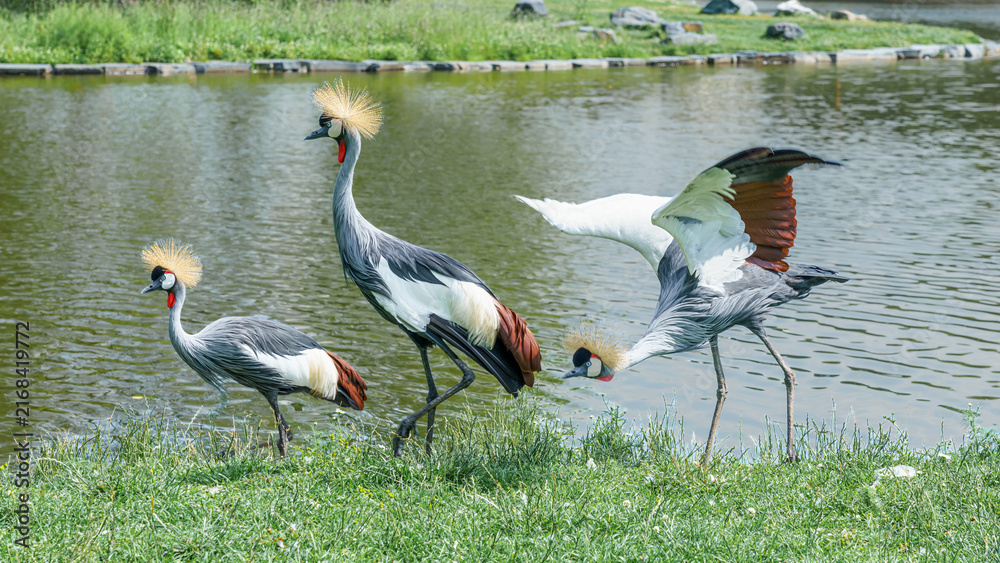 Naklejka premium Three crowned cranes standing on green grass near a pond, one crane flapping its wings while the others remain still, showcasing their distinctive plumage and habitat.