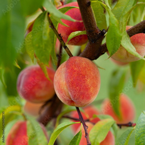 Plakat The peach - Prunus persica - is a fruit bearing tree. Red, ripe peaches with juicy yellow flash in the orchard.