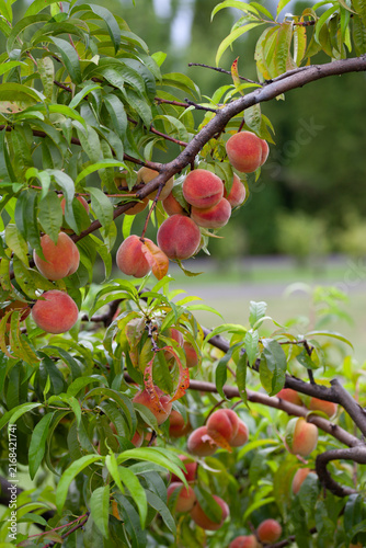 Plakat The peach - Prunus persica - is a fruit bearing tree. Red, ripe peaches with juicy yellow flash in the orchard.