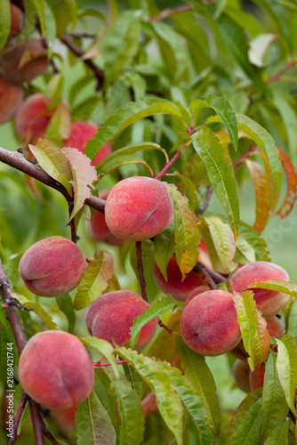 Plakat The peach - Prunus persica - is a fruit bearing tree. Red, ripe peaches with juicy yellow flash in the orchard.
