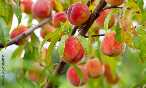 Plakat The peach - Prunus persica - is a fruit bearing tree. Red, ripe peaches with juicy yellow flash in the orchard.