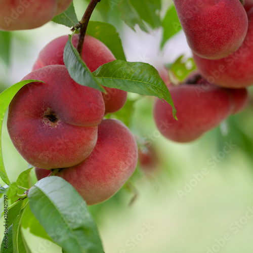 The peach - Prunus persica  - is a fruit bearing  tree. Red, ripe peaches with juicy yellow flash  in the orchard.