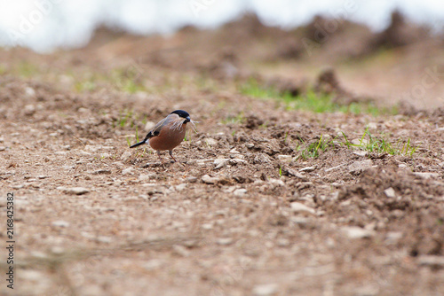 Fotografie Male Eurasian Bullfinch collecting dry grass for nesting on forest floor