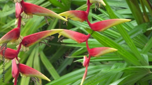Heliconia herbaceous plant wintertime fruiting in Thailand