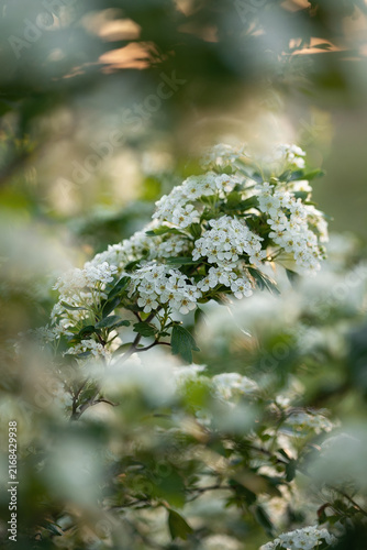 A photograph of a flowering hawthorn in spring.