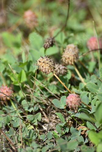 Strawberry clover