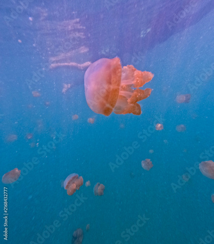 View of a group of golden jellyfish swimming in the clear blue water of Indonesia.