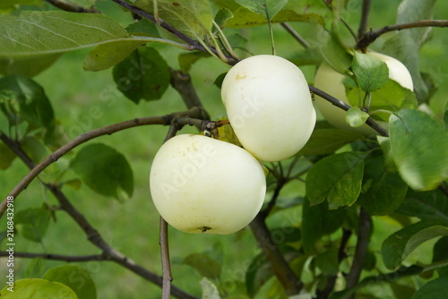The photograph shows ripe pale yellow apples hanging on a tree branch, commonly known as the 'White Transparent' variety (Malus domestica).