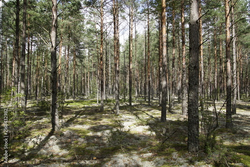 The chosen region is a tranquil, open pine forest (Pinus sylvestris) with tall, straight tree trunks, diffuse sunlight on the ground, and a rich forest floor covered with light reindeer moss 