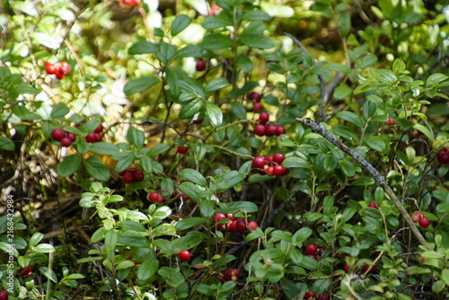 The image shows a low-growing evergreen shrub with small, glossy green leaves and clusters of bright red edible berries, the cowberry (Vaccinium vitis-idaea), also known as the cowberry.