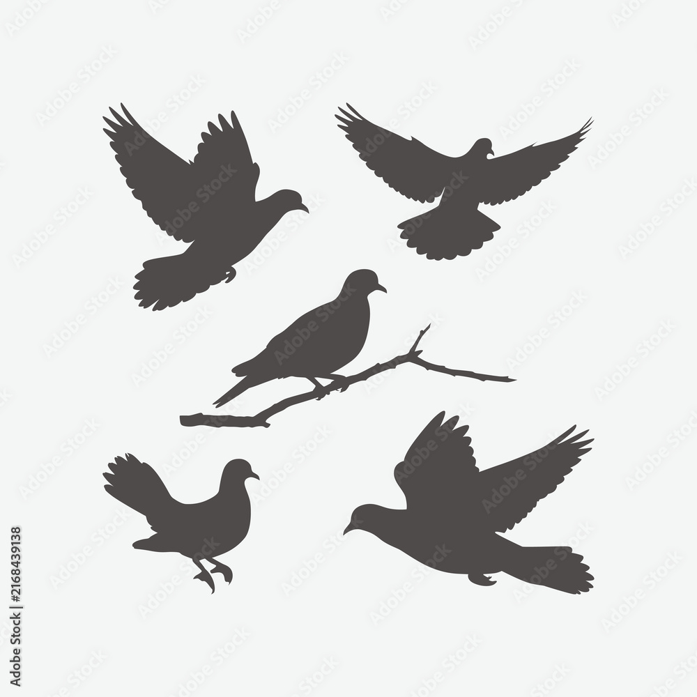 Fototapeta premium dove collection