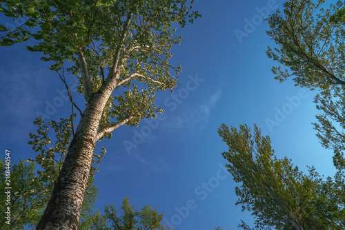Konstfotografi A forest landscape with poplar treetops visible against a backdrop of blue sky and clouds