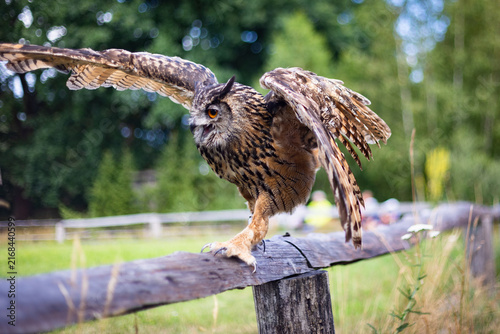 The Eurasian eagle-owl (Bubo bubo) in a Wild park Johannismuehle, Brandenburg, Germany 