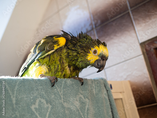 Turquoise-fronted amazon parrot (Amazona aestiva) enjoys shower in bathroom. Green pet bird takes bath in water drops sprayed from hand pump.