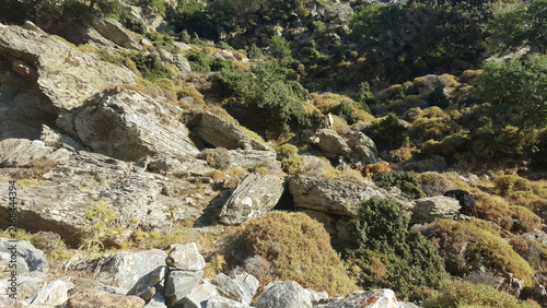 Bild auf Leinwand Rocky mountain landscape with stone texture and sparse vegetation