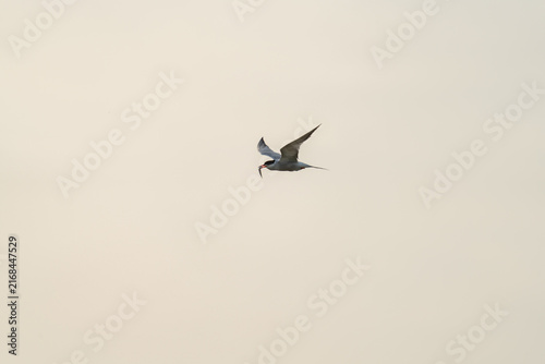 Seabird flying with fish at dusk