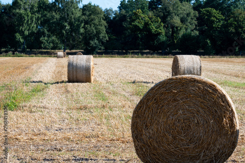 Close-up of straw bales in a field in bright sunlight surrounded by forest, round bales in a field in summer in 27798 Hude, Germany