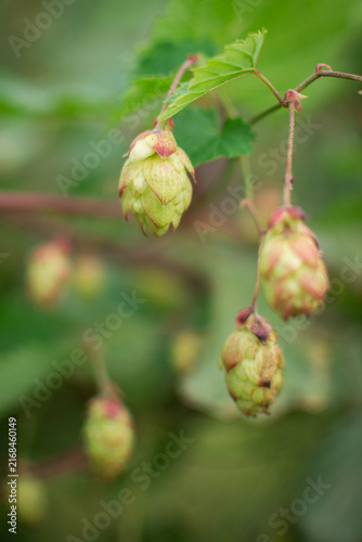 Fresh green hop cones growing on a branch in the garden.
