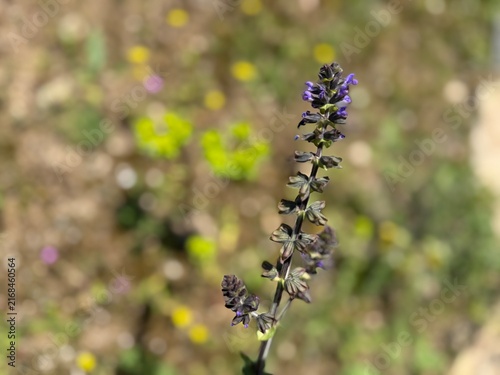 Fotografía Salvia verbenaca, wild clary or wild sage mor çiçeğinin yakın çekimi