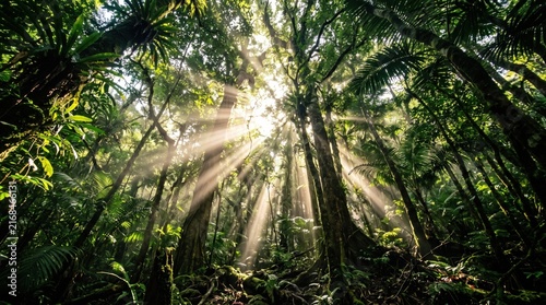 Serene Sunlight Piercing Through Dense Canopy in Lush Tropical Forest