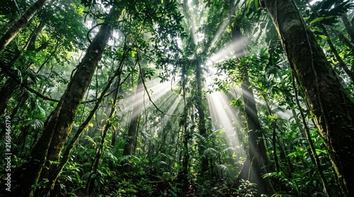 Sunlight Streaming Through Dense Canopy in Lush Tropical Rainforest