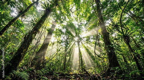 Sunlight Streams Through Lush Canopy of Dense Tropical Rainforest