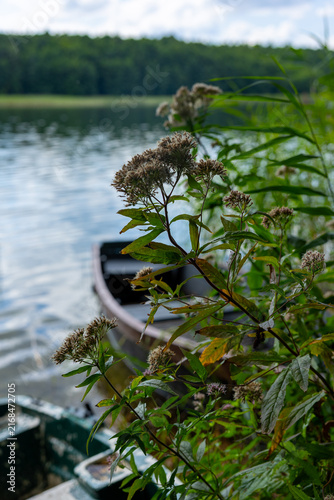 Hemp agrimony seed heads and lakeside vegetation in sharp focus, with a wooden rowboat softly blurred on calm water behind them.