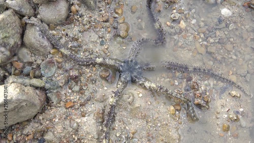 Brittle star (Ophiocoma echinata The inhabitants of the sea remained on land at low tide. the Andaman Sea. ThailandСЋ