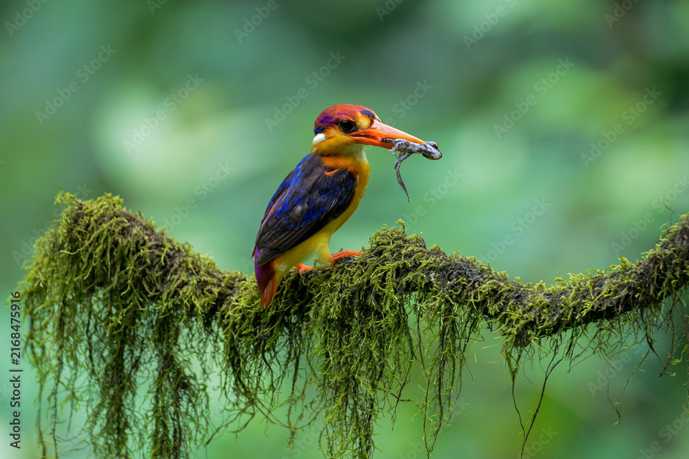 Fototapeta premium Oriental dwarf kingfisher with its hunt