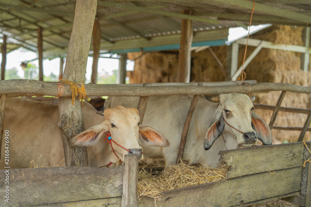 Fototapeta premium Cattle feeding on dry hay inside rustic open cowshed. Traditional livestock farming, animal husbandry, rural agriculture and daily farm management in tropical countryside. Livestock care, farm feeding