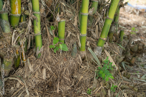 Konstfotografi Young bamboo shoot emerging among green culms and dry leaf litter in a tropical grove