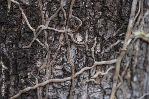 Obraz na płótnie Tangled woody vine growing across rough bark of tree in tropical forest