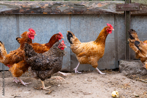 Canvastavla Group of free-range chickens in a rural farmyard, healthy poultry flock for farm