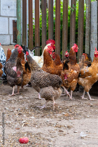 Cuadro en lienzo Group of free-range chickens in a rural farmyard, healthy poultry flock for farm