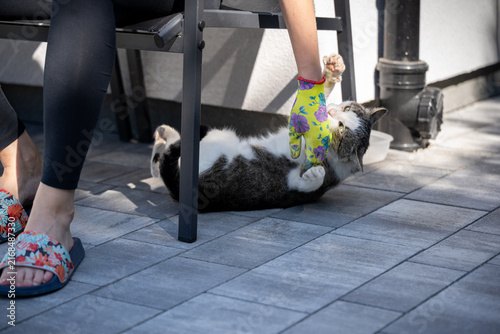 Obraz na płótnie shot captures a gray and white cat attacking a yellow glove worn by a gardener,