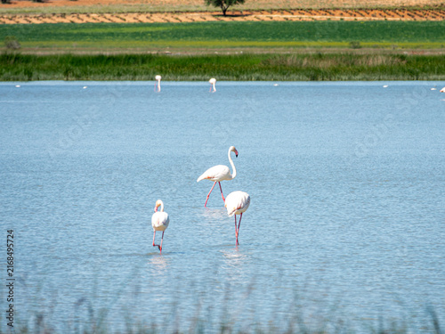 Photography A trio of greater flamingos wading closely together in bright blue lake water, set against a distant green shore and rolling agricultural fields