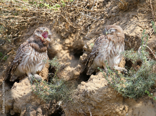 Quadro su tela Little Owl (Athene noctua) two fledglings sitting together on a earthen bank near their burrow entrance, one yawning wide with beak open