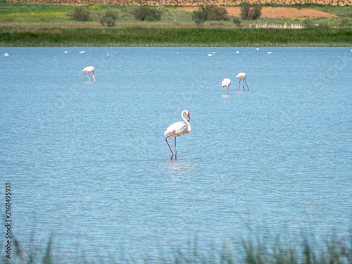 Fotografía Several greater flamingos scattered across the sparkling blue waters of a natural wetland, with a prominent flamingo standing gracefully in the center foreground