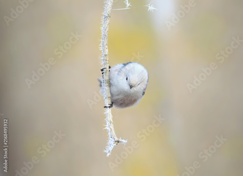 Bild auf Leinwand Long-tailed Tit (Aegithalos caudatus) clinging to a thin, frost-covered vertical vine, peeking forward with a cute posture