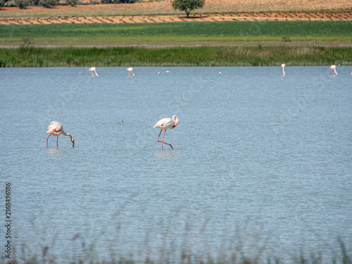 Принти на полотні A wide horizontal shot of several greater flamingos wading and feeding in calm lake waters, featuring a lush green shoreline and distant rolling agricultural fields