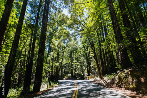 Driving along a winding road through a dense Redwood forest in Santa Cruz County California