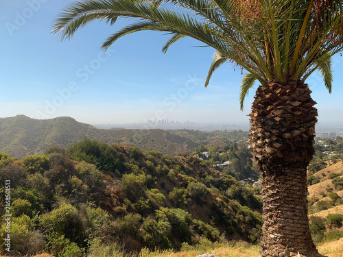 Palm Tree with Downtown Los Angeles Skyline in the Distance, California