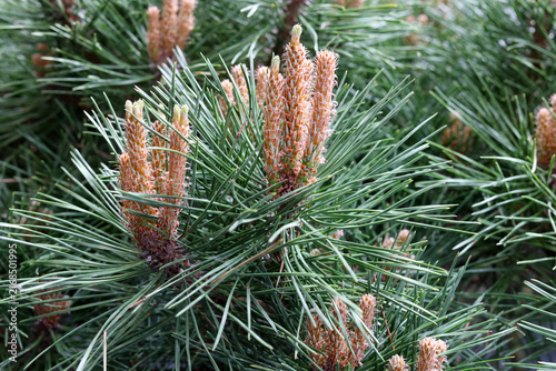 New Pine Tree Shoots