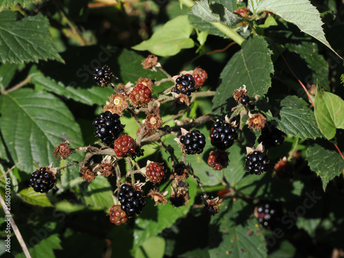 Fotografie Brombeere