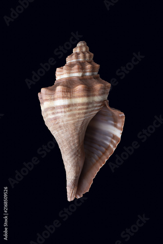 Light brown sea shell isolated over dark background