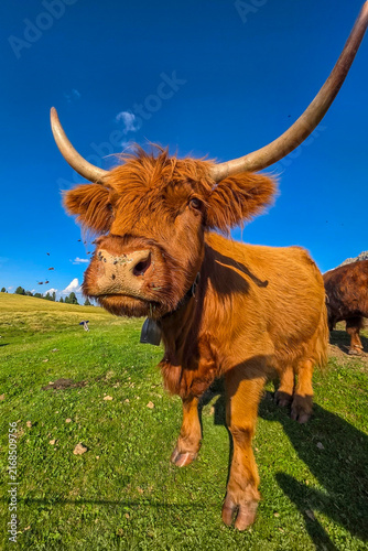 Obraz na płótnie highlander cow in dolomites mountains