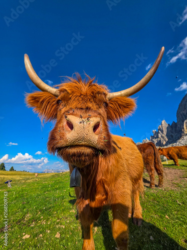 Obraz na płótnie highlander cow in dolomites mountains