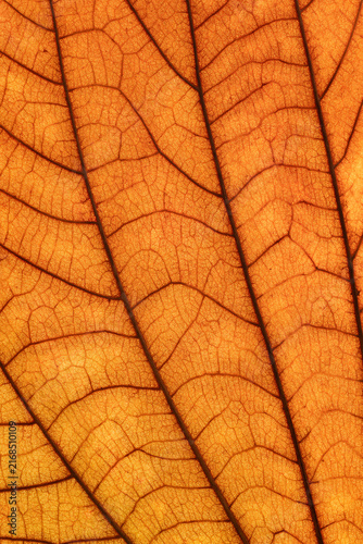 Closeup of golden leaf veins and structures