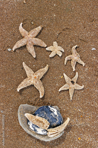 Overhead view of common starfish and broken bottle glass and shell debris washed ashore on North Sea beach